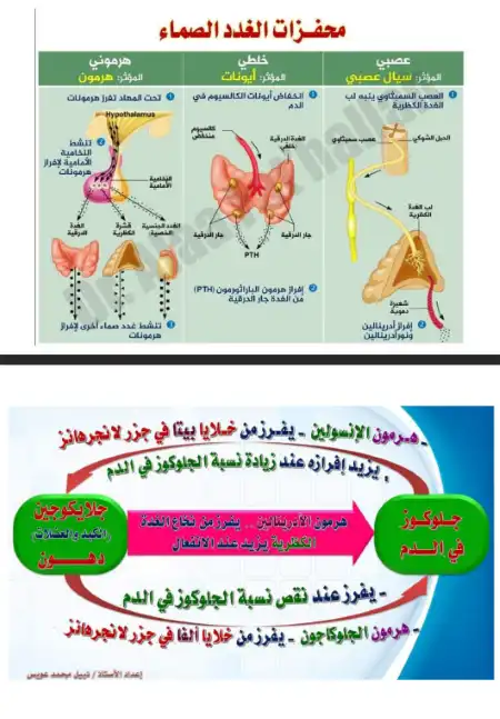 مراجعة مخططات التنسيق الهرموني - اعداد مستر نبيل عويس