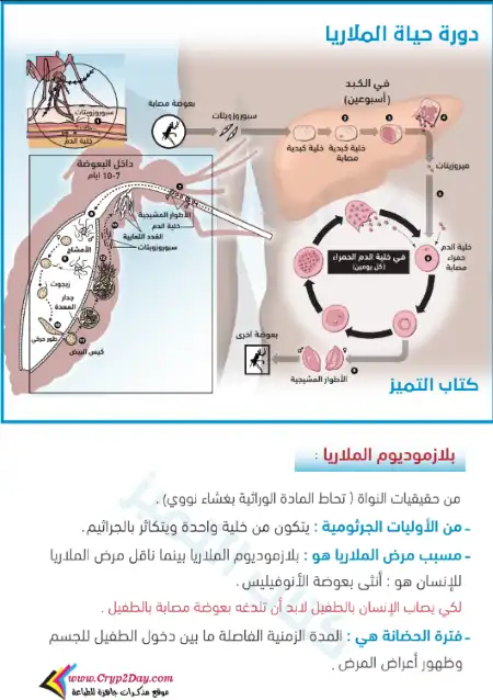 ملزمة عن افكار دورة حياة بلازموديوم الملاريا